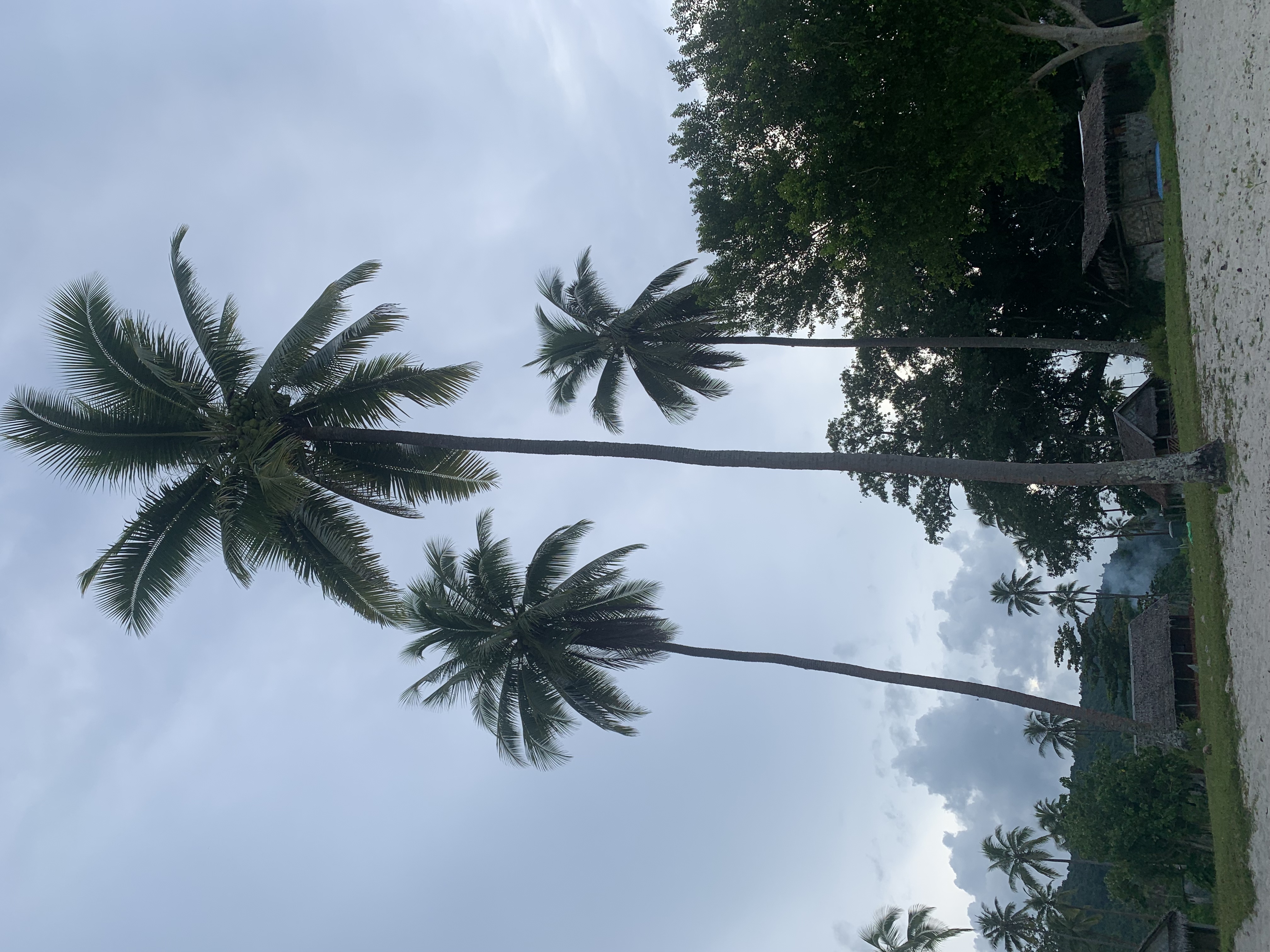Coconut Palms everywhere