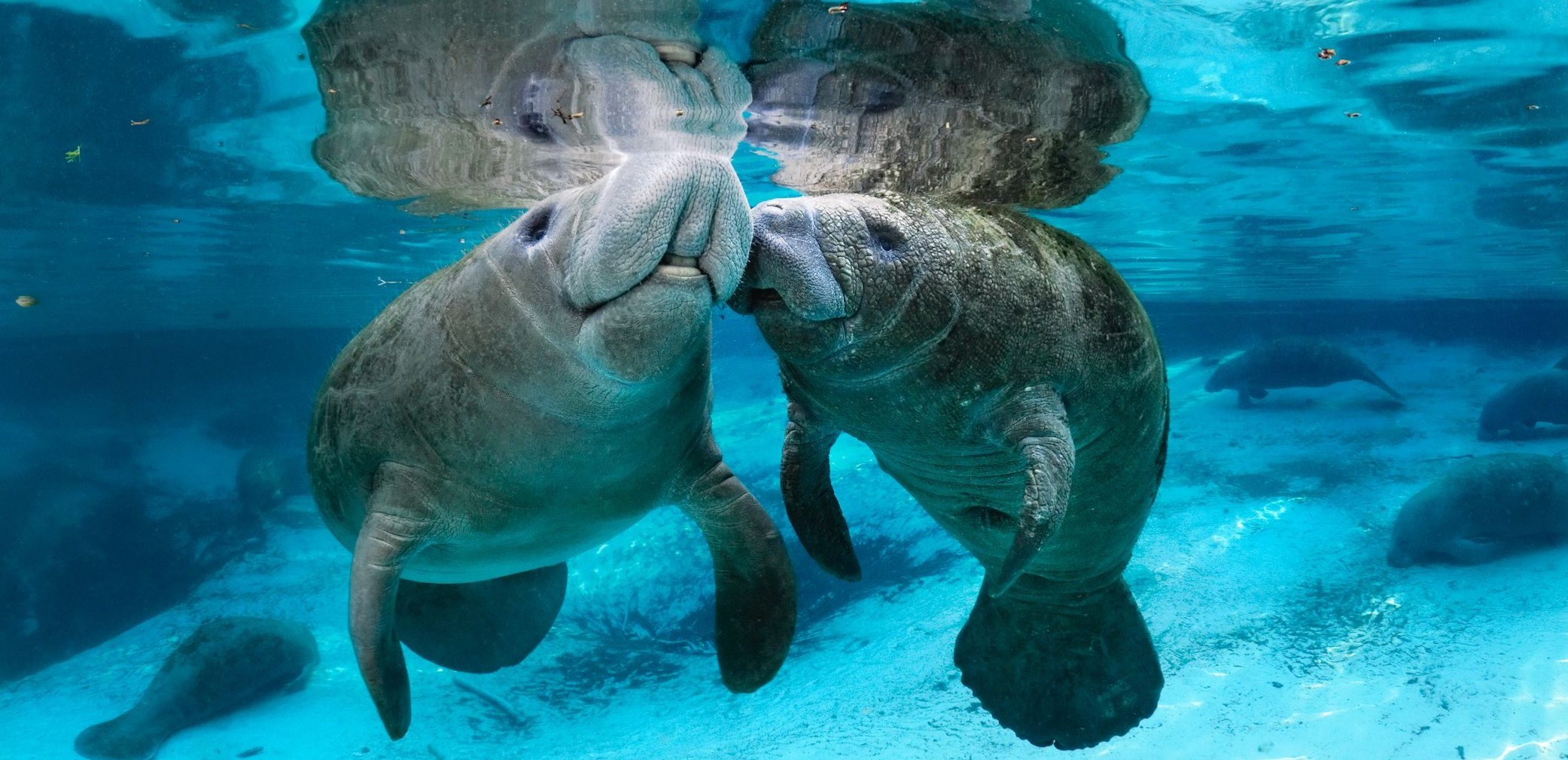 Hotel in Crystal River | Retreat at Crystal Manatee