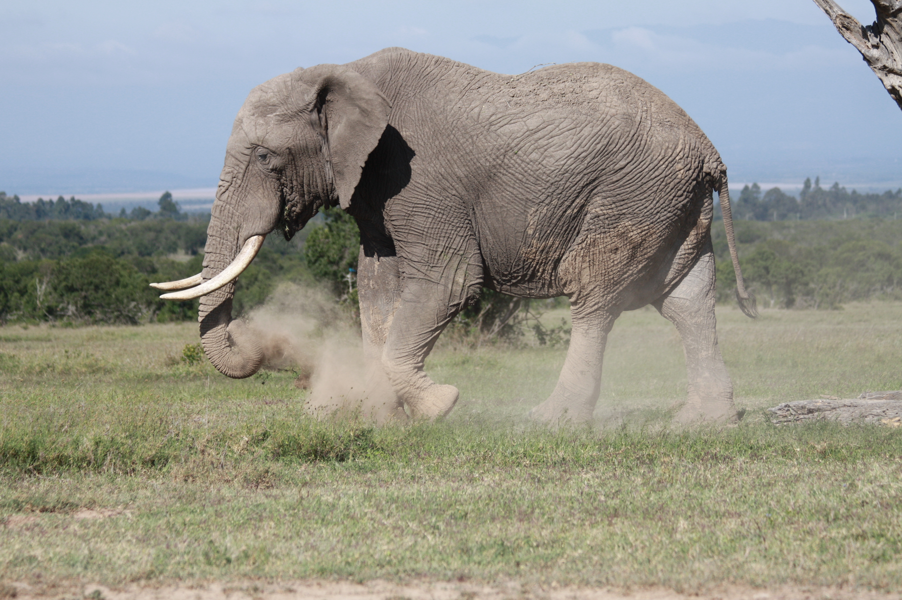 Elephant at Ol pejeta conservancy.