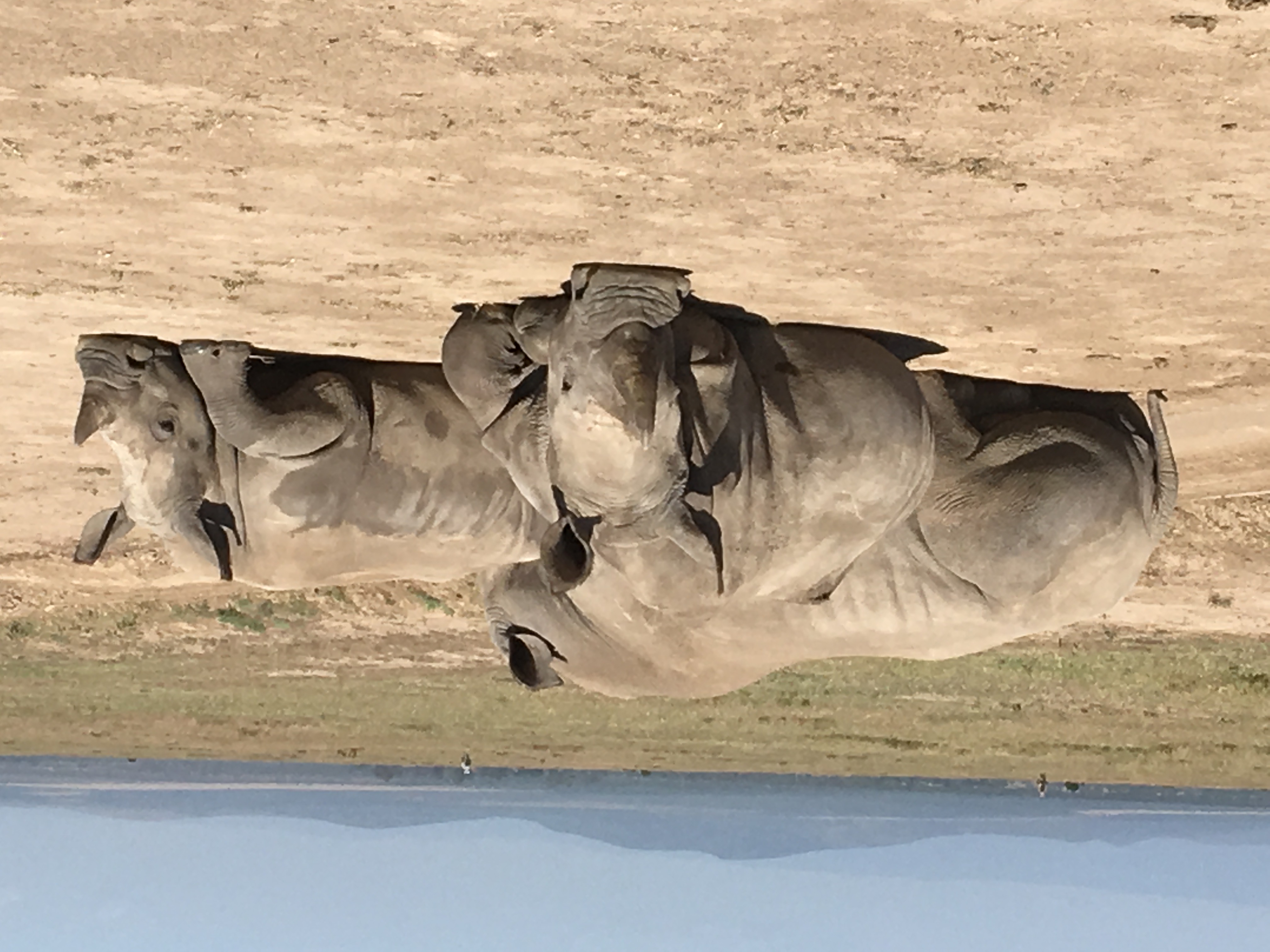 Rhinos at Ol pejeta conservancy.