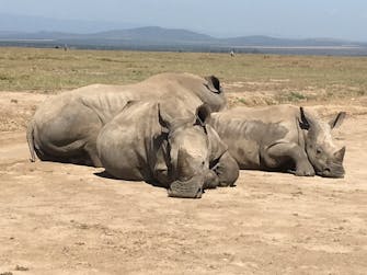 Rhinos at Ol pejeta conservancy.