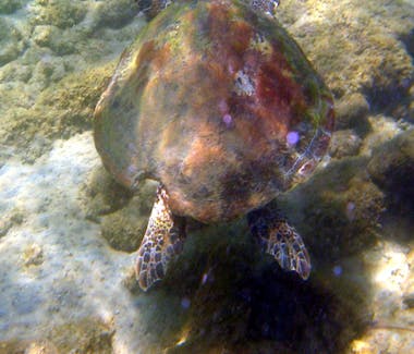 A local turtle.