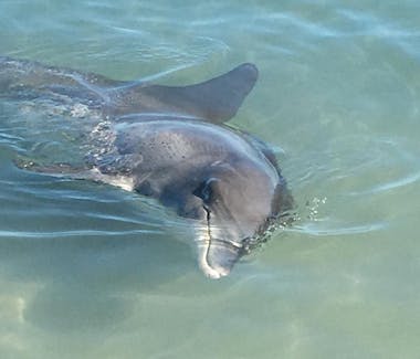 A bottle nose dolphin at Monkey Mia