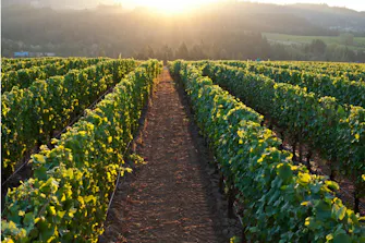 Willamette Valley, wine tasting