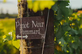 Willamette Valley, wine tasting