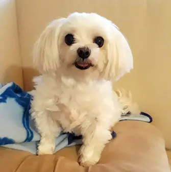 pet friendly vacation at leopalace resort guam