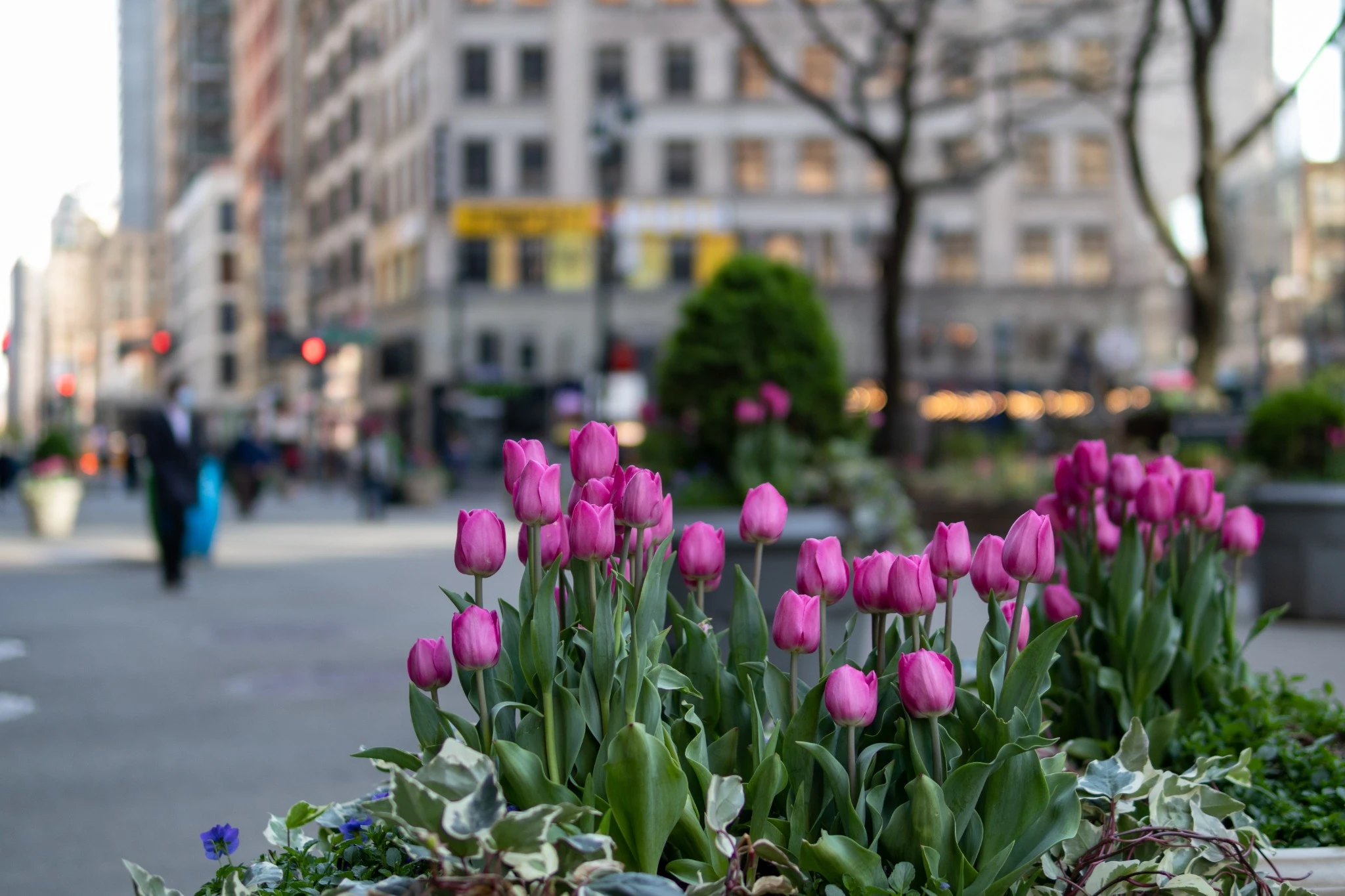 Tulips on a spring day in Herald square.