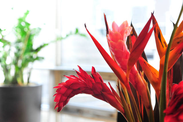 Yonge Suites One Bedroom Suite