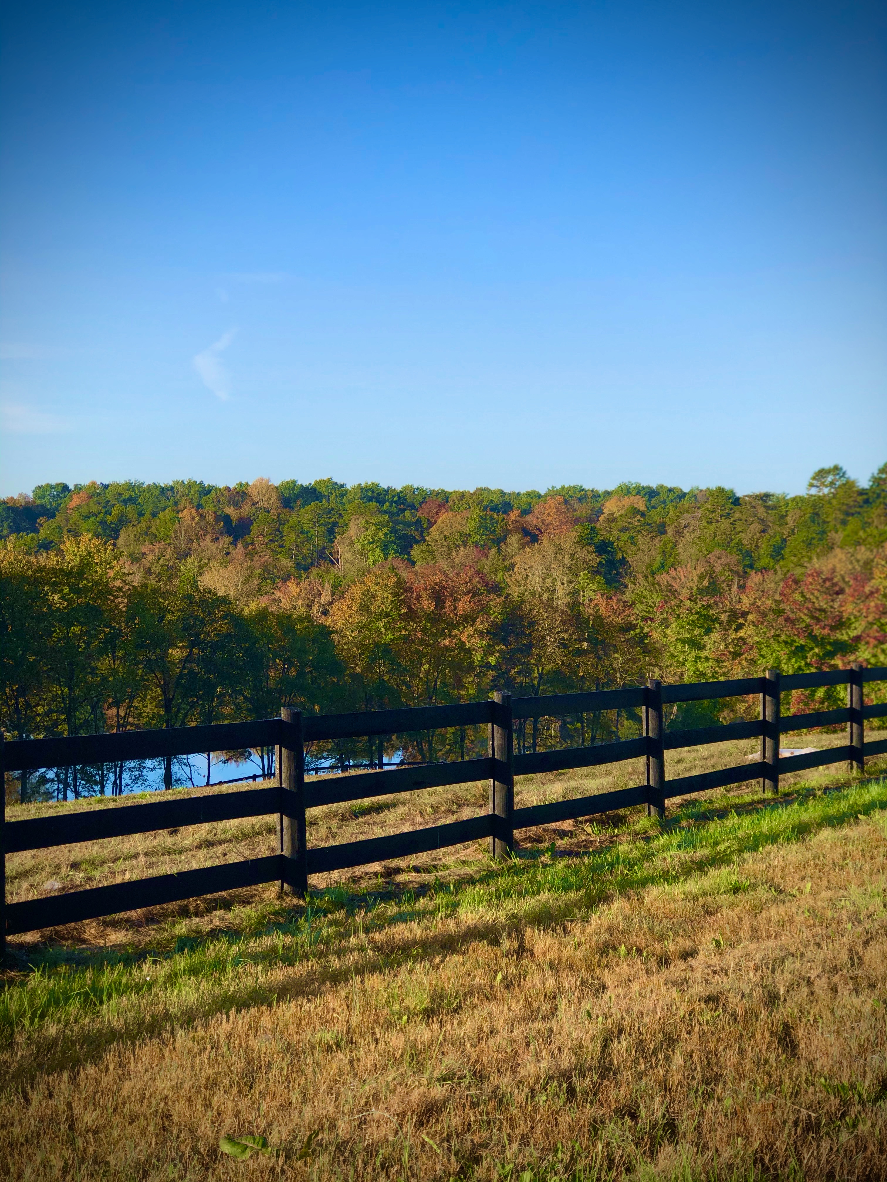 Lake with Trees in Background