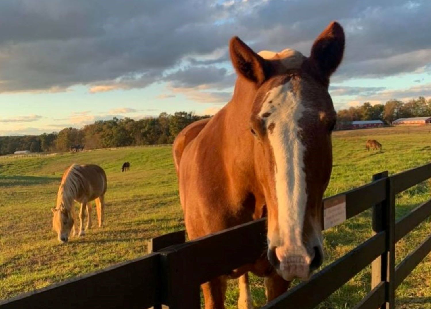 Horse at Fence