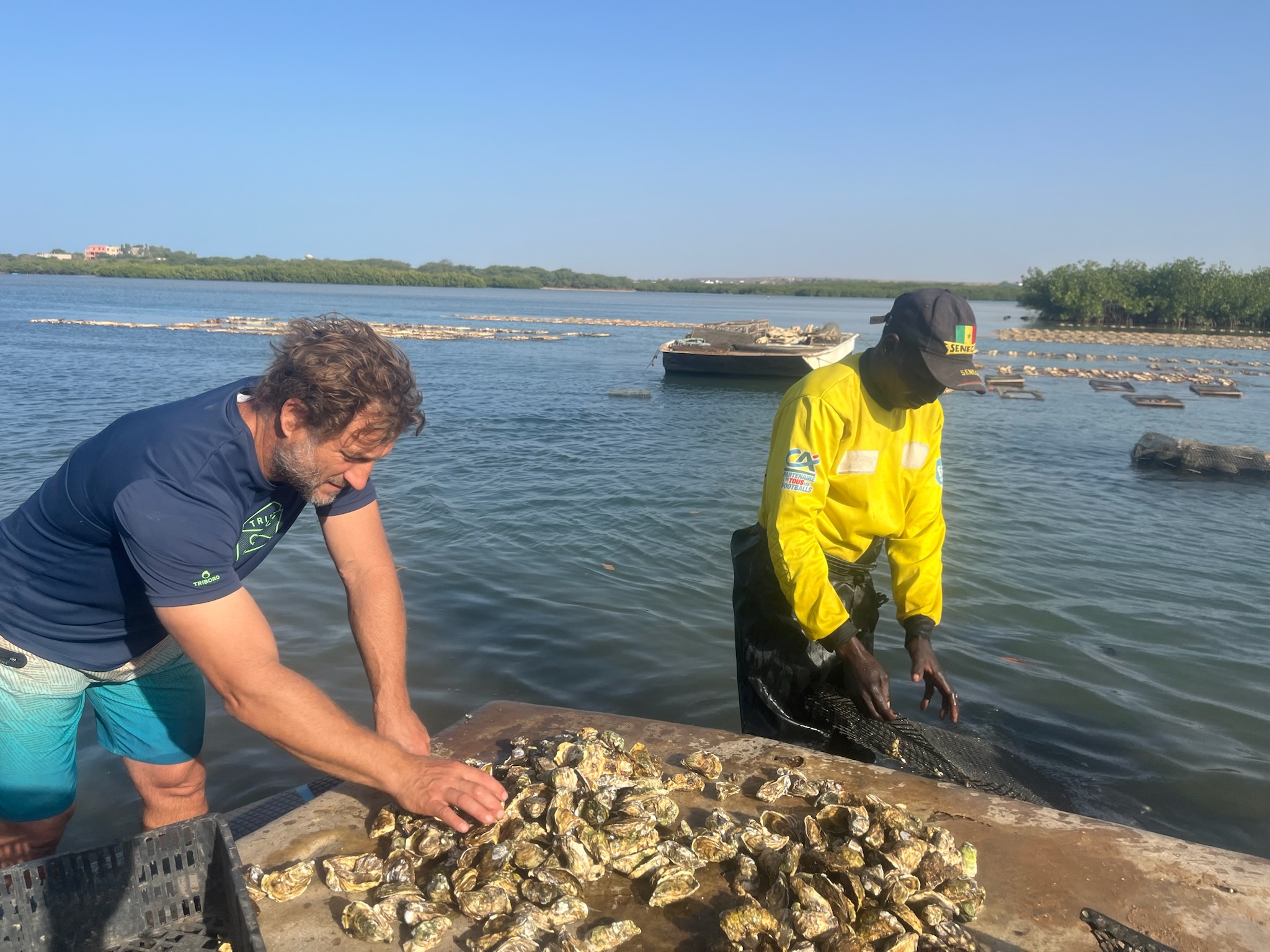 huîtres, lagune de la Somone, Somone lagoon, oysters