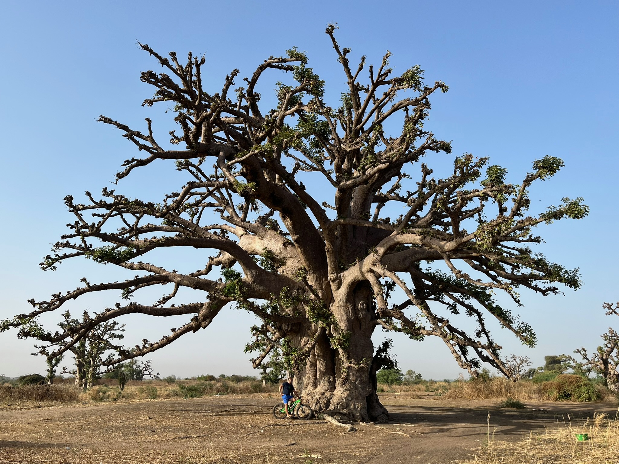 parc naturel, baobab