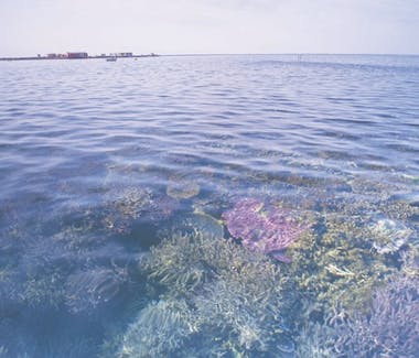 "Beautiful coral on the reef with an island in the background on the horizon"