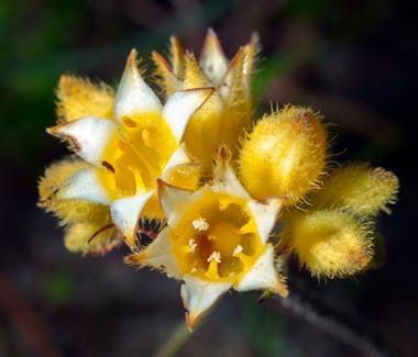 "Close up photo of yellow wildflowers"