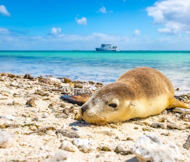 "Seal lying on the beach at the Houtman Abrolhos Islands with a charter boat sitting on the horizon"