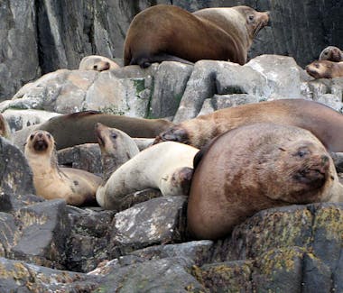 Bruny Island Seals