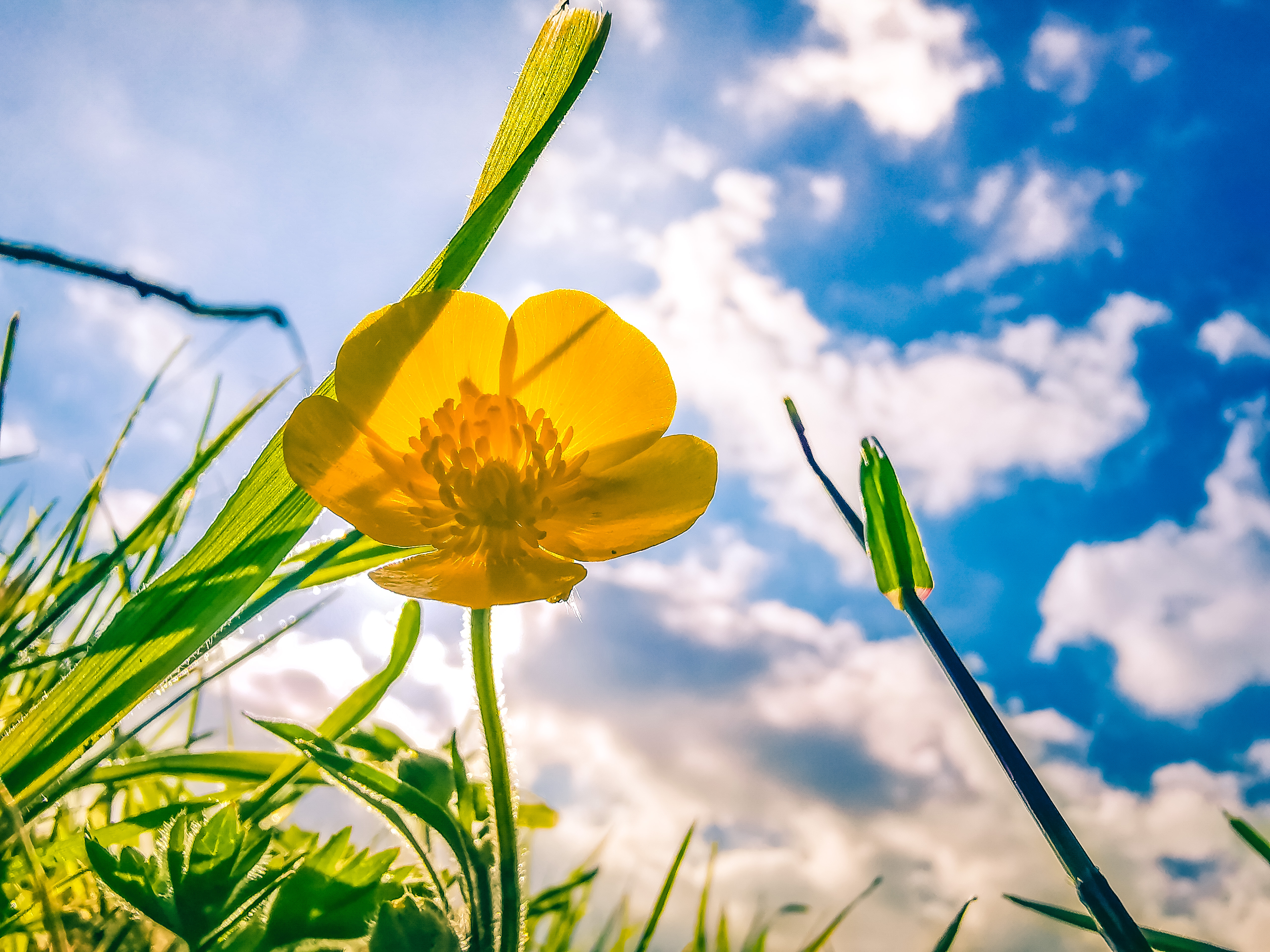 Les merveilles de la nature, juste un bouton d'or, du soleil et notre ciel à tous.