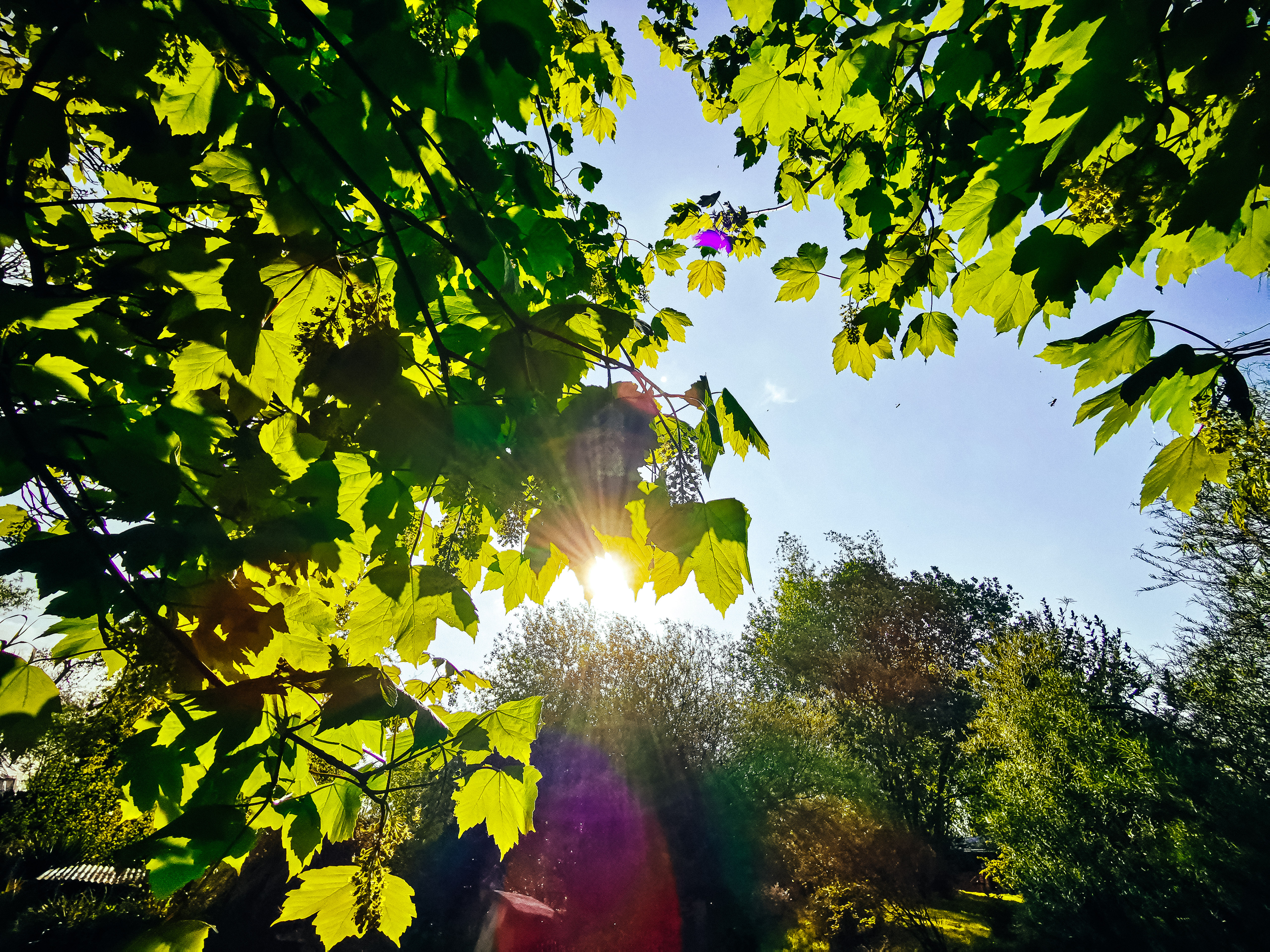 Verdure autour de l'étang