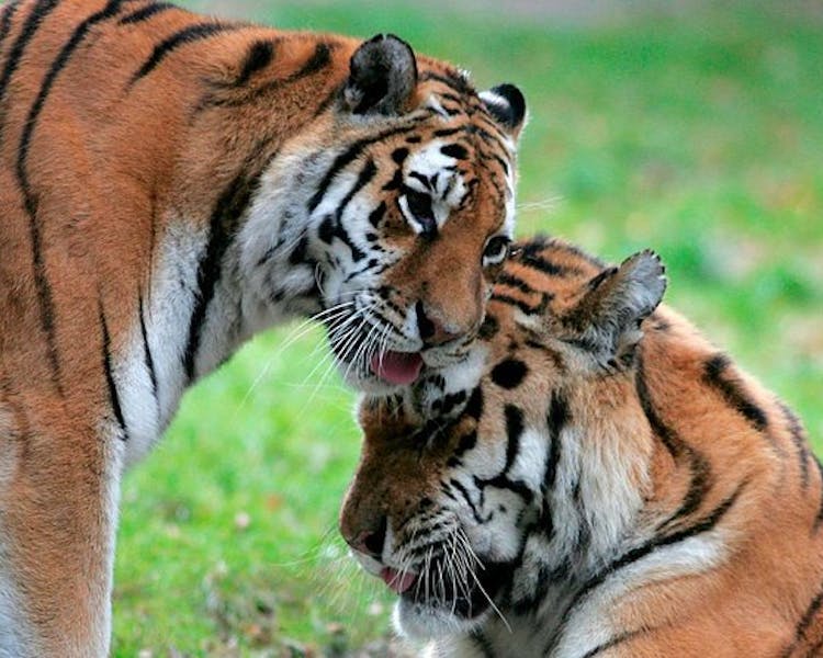 Zoo de Jurques, photos de deux tigres.
