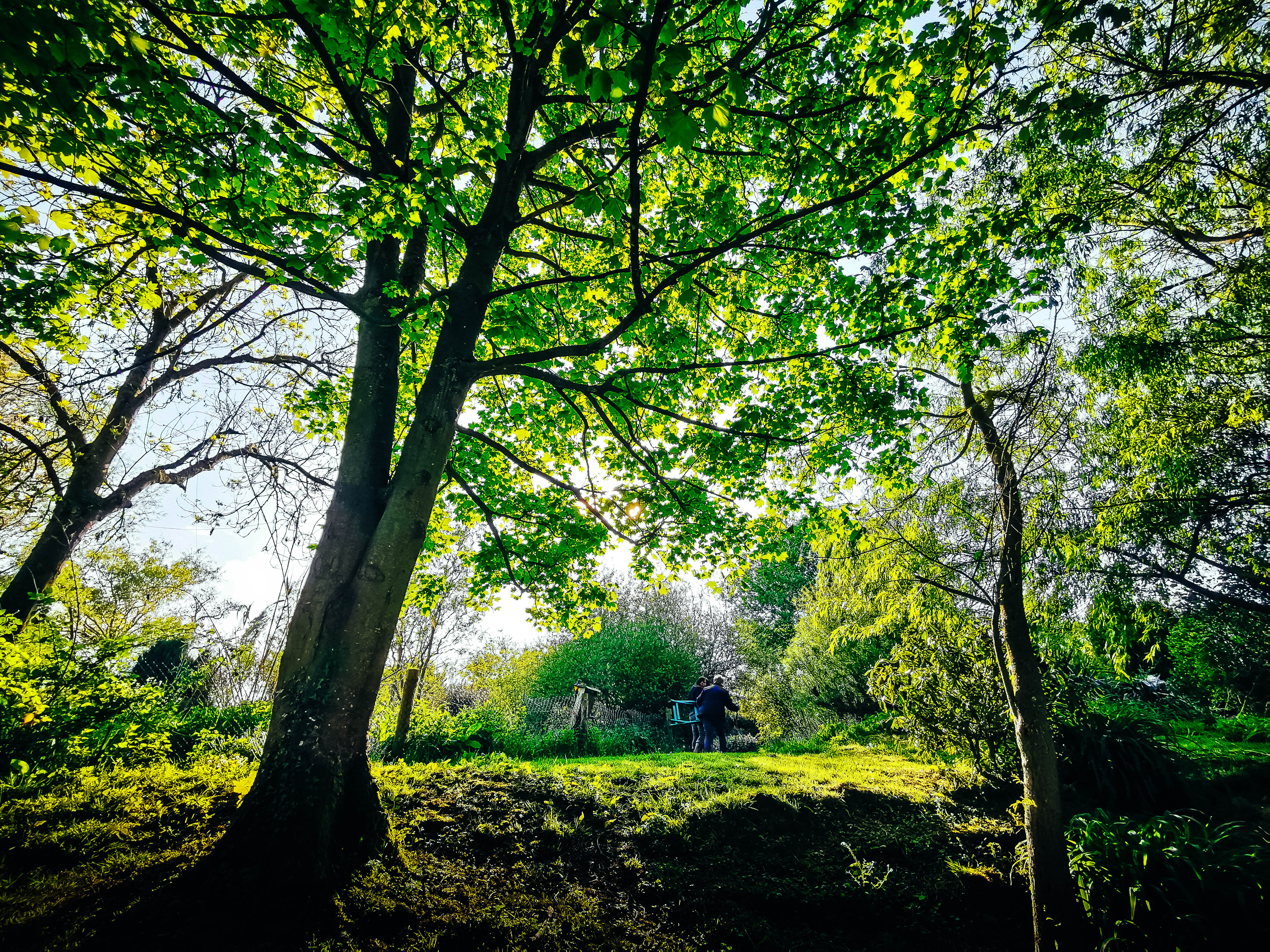 Vue du bois derrière l'étang. Soleil traversant les arbres.