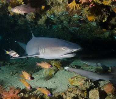 Diving Shark Malapascua Thresher Cheap Fish Dive Scuba Specials
