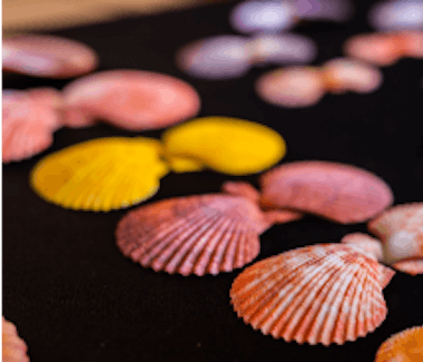 World of Seashells, Mauritius