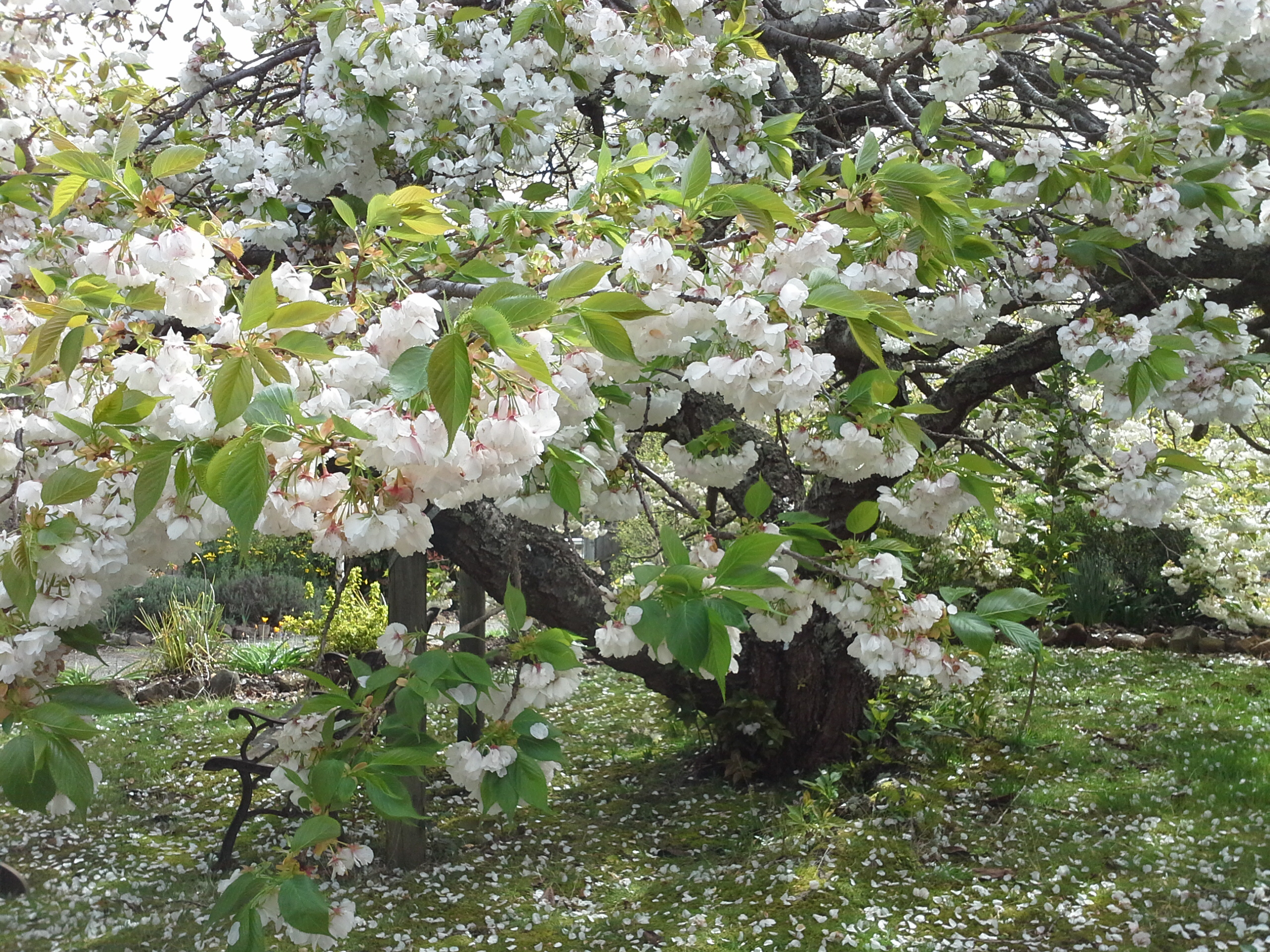 Flowering Mt Fuji Cherry Tree at Hillside Bed & Breakfast Huonville Tasmania hillsidebedandbreakfasthuonvalley.com