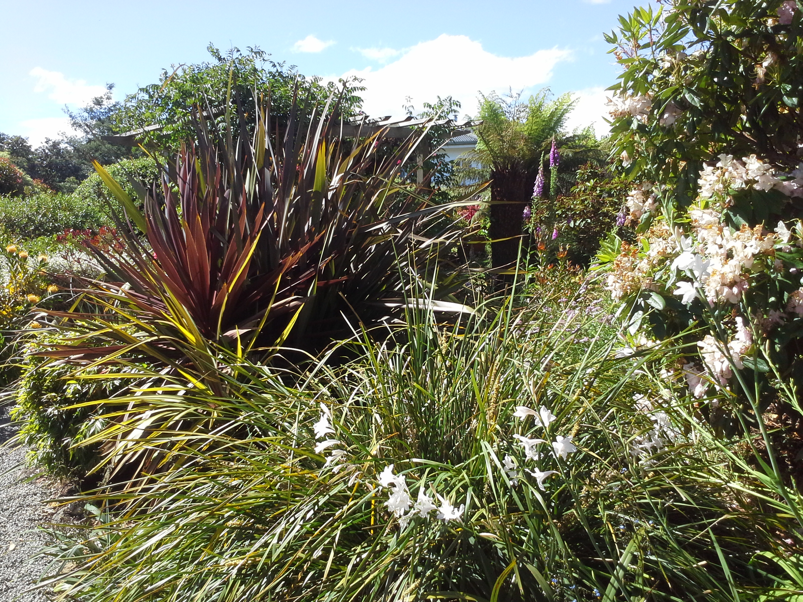 Native Grasses at Hillside Bed & Breakfast Huonville Tasmania hillsidebedandbreakfasthuonvalley.com