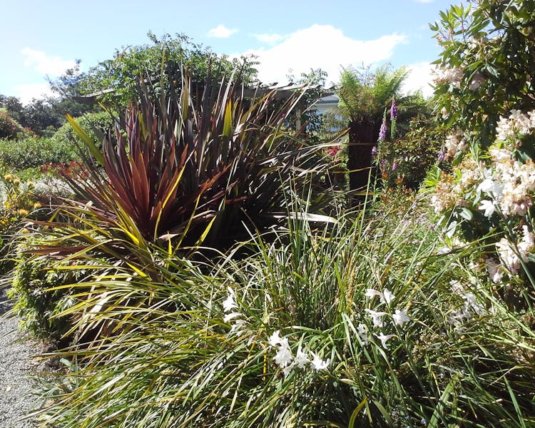 Native Grasses at Hillside Bed & Breakfast Huonville Tasmania hillsidebedandbreakfasthuonvalley.com