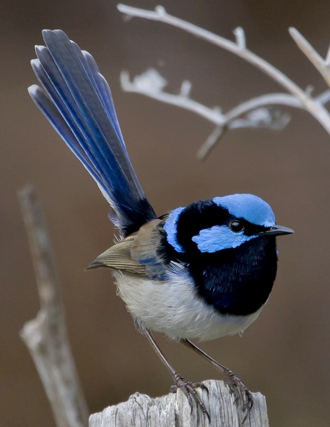 Superb Fairy Wren at Hillside Bed & Breakfast Huonville Tasmania hillsidebedandbreakfasthuonvalley.com