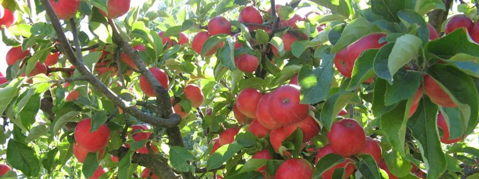 Enjoy Tasmanian apples from the orchard at Hillside Bed & Breakfast, Huonville hillsidebedandbreakfasthuonvalley.com