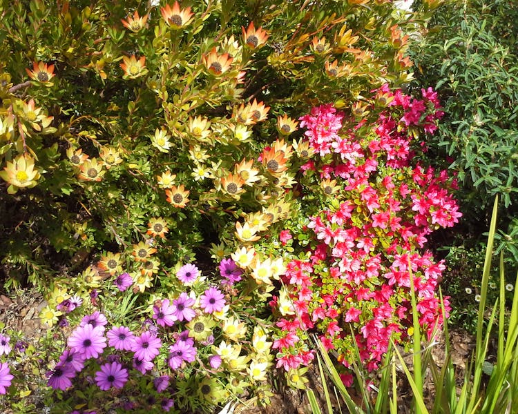 Flowering Natives at Hillside Bed & Breakfast Huonville Tasmania hillsidebedandbreakfasthuonvalley.com