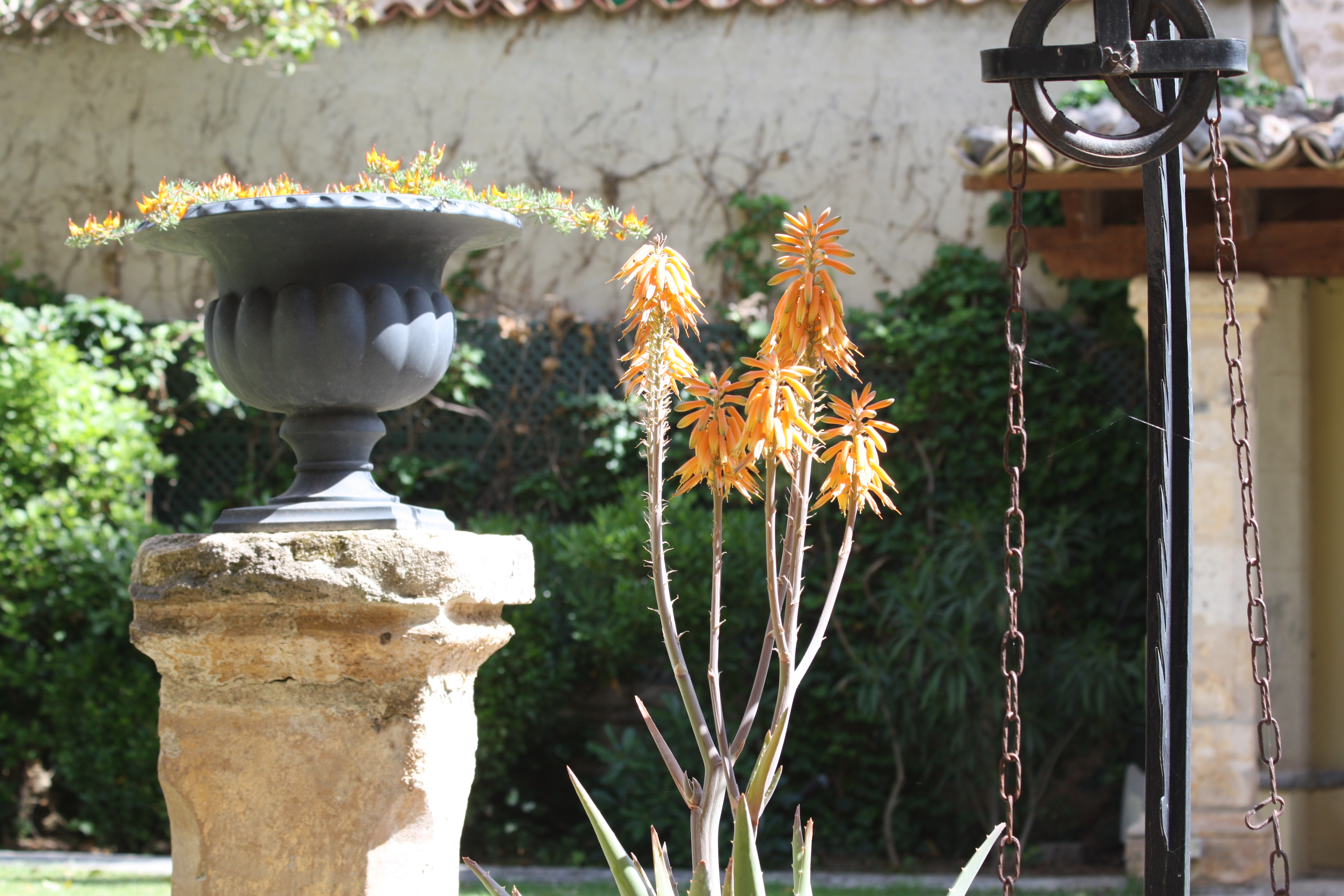 Flowering in the Salvia Garden, Boutique Hotel in Soller, Mallorca