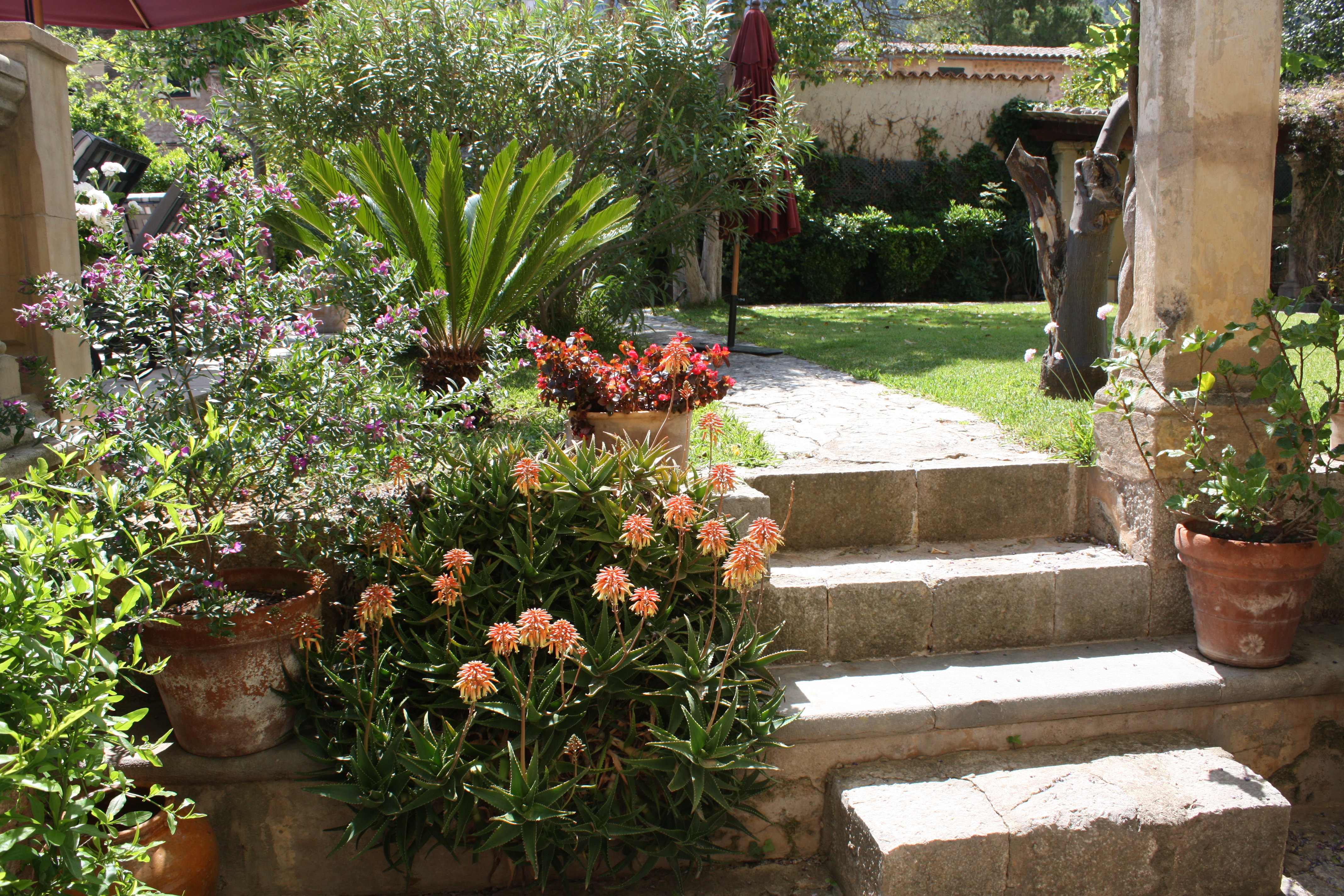 Flowering in the Salvia Garden, Boutique Hotel in Soller, Mallorca