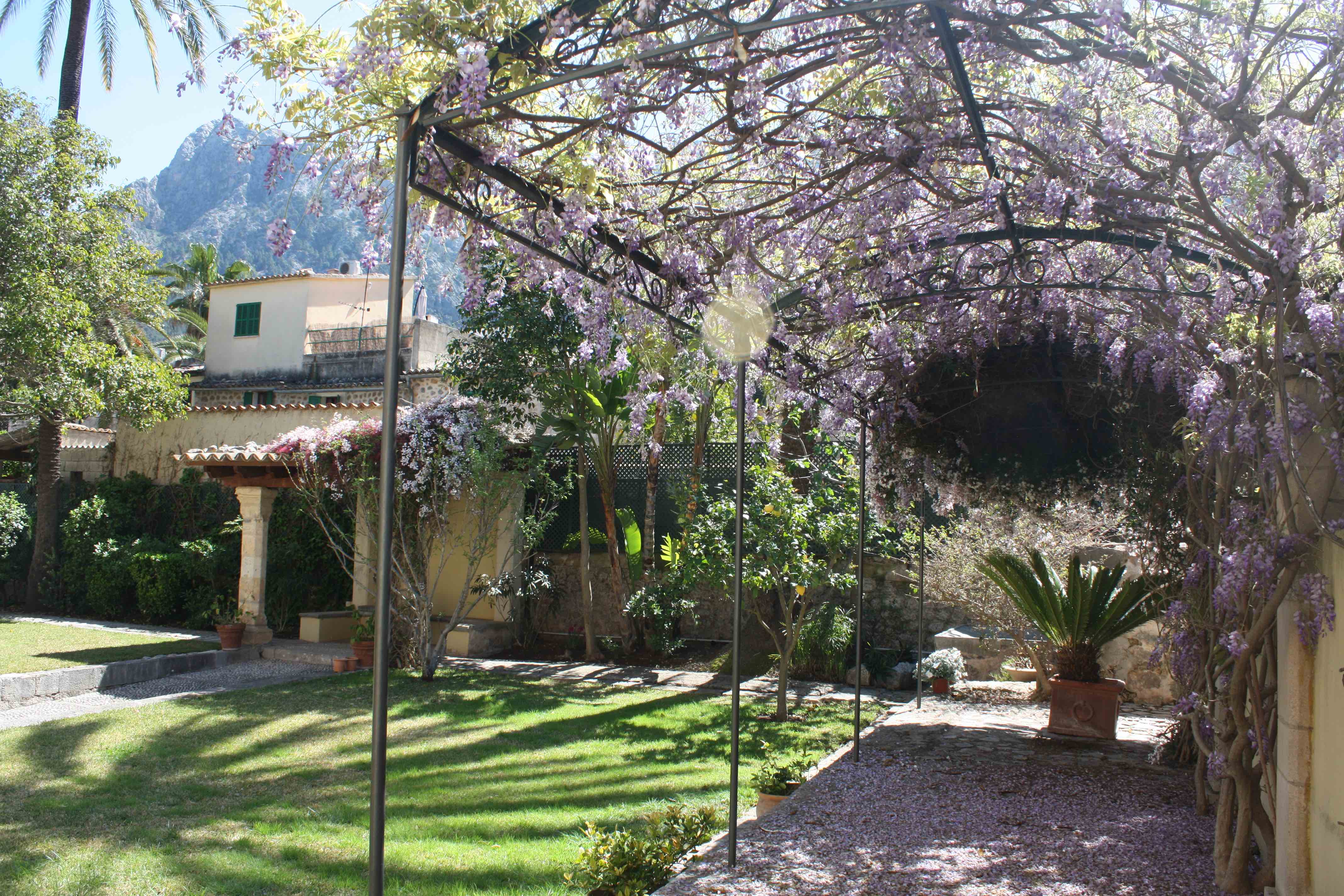 The Wisteria flowering in the Garden at Salvia
