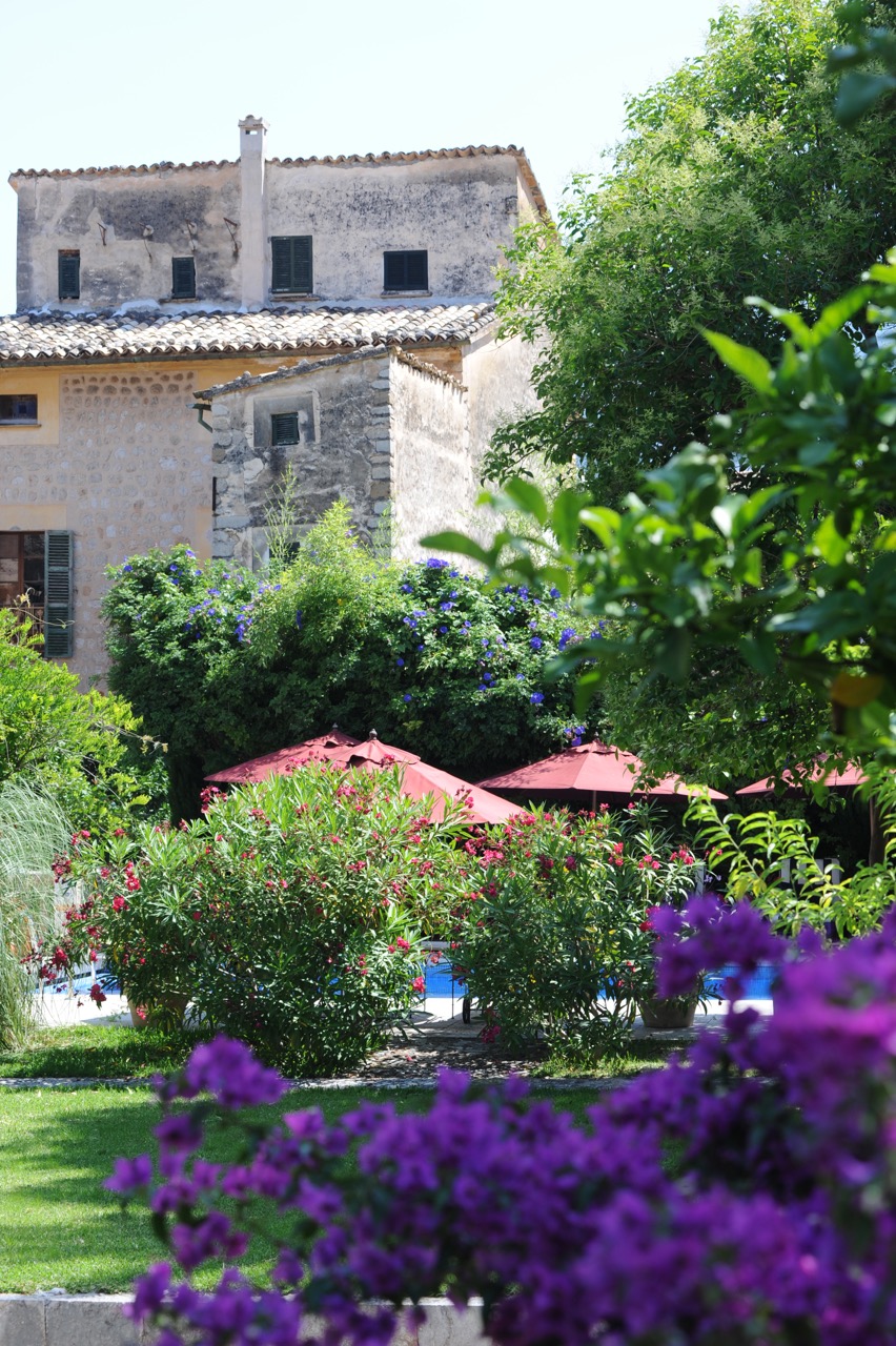 Flowering in the Salvia Garden, Soller, Mallorca