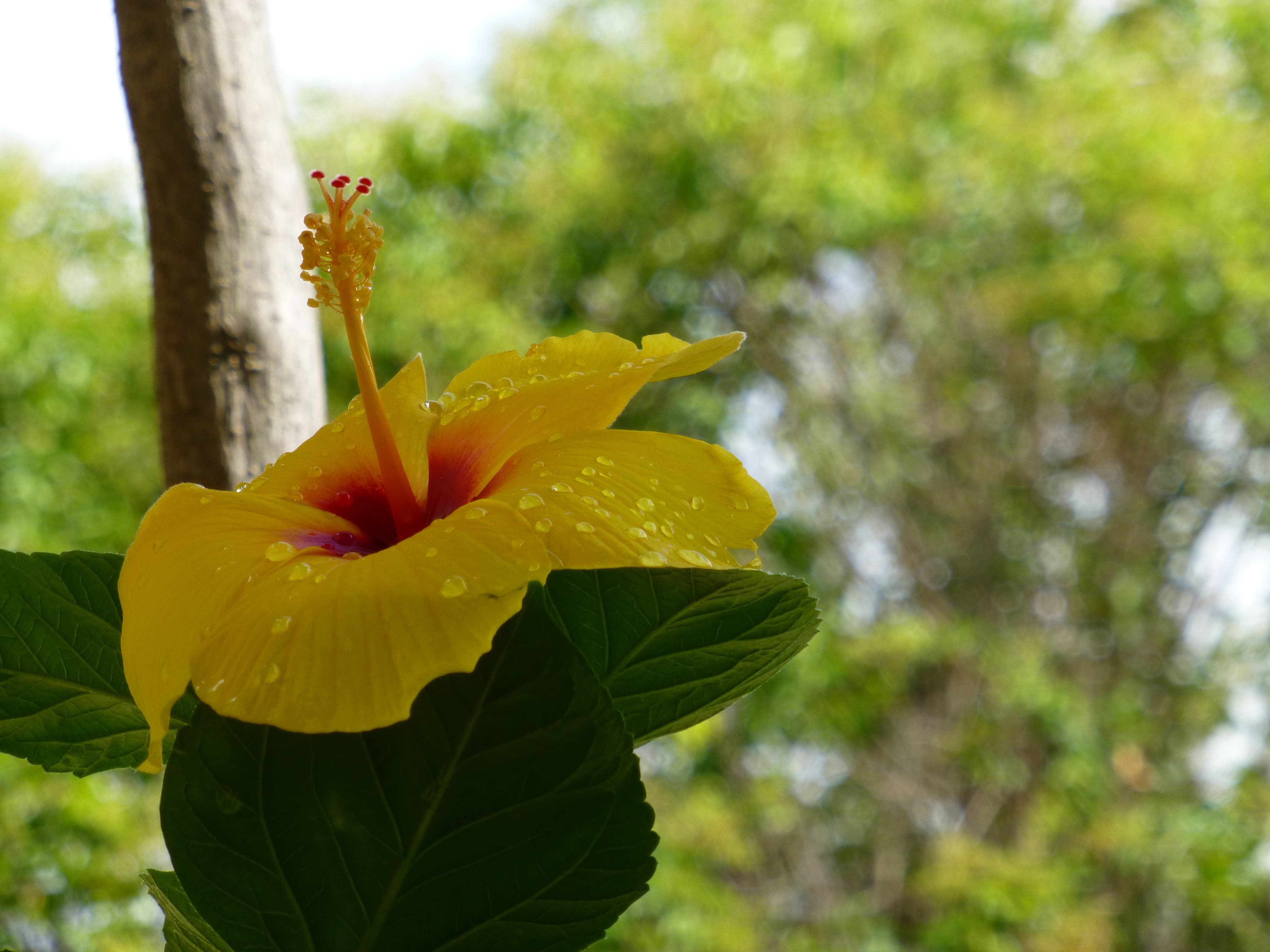 Flowering in the Salvia Garden, Boutique Hotel in Soller, Mallorca