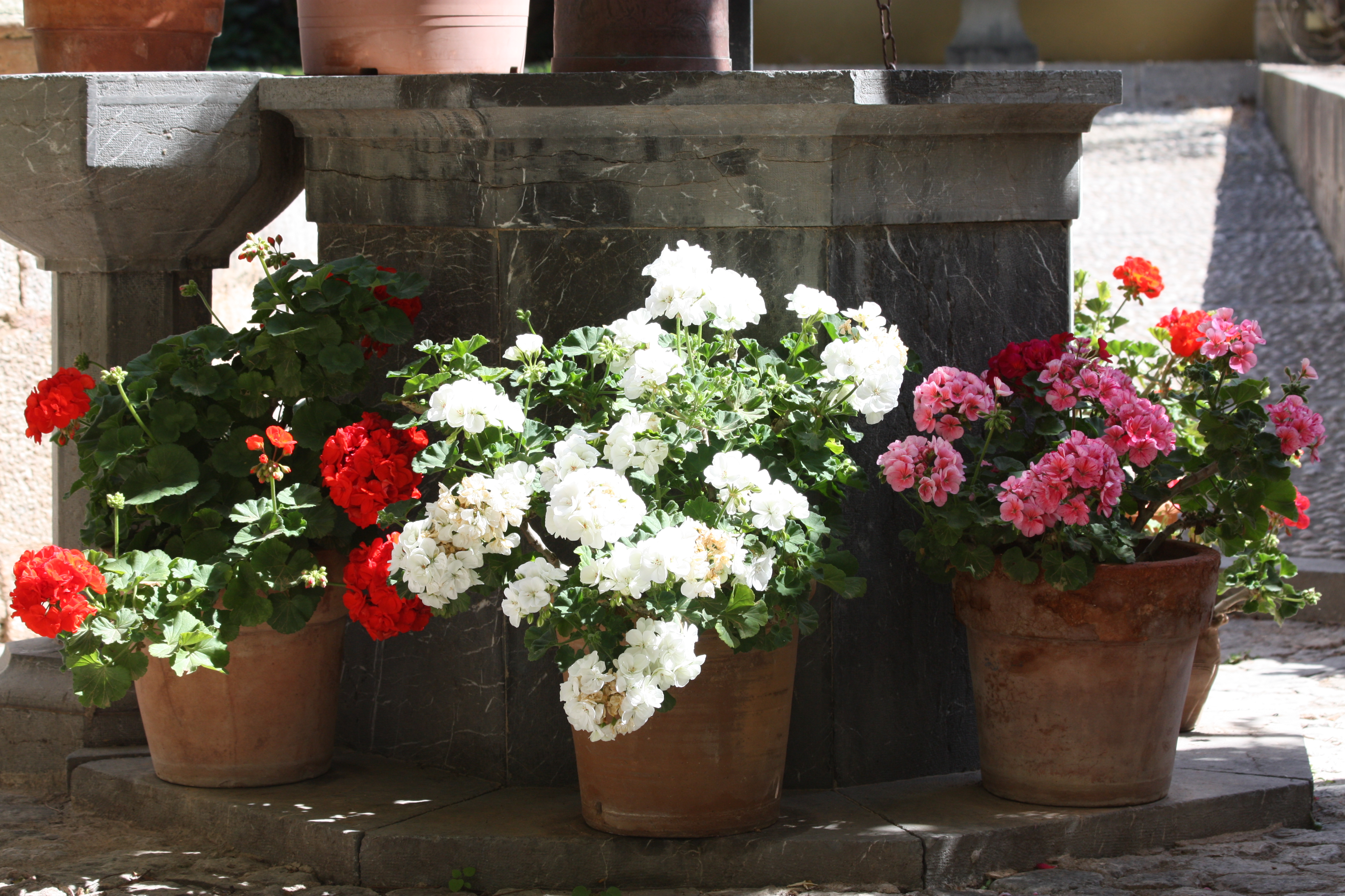 Flowering in the Salvia Garden, Boutique Hotel in Soller, Mallorca