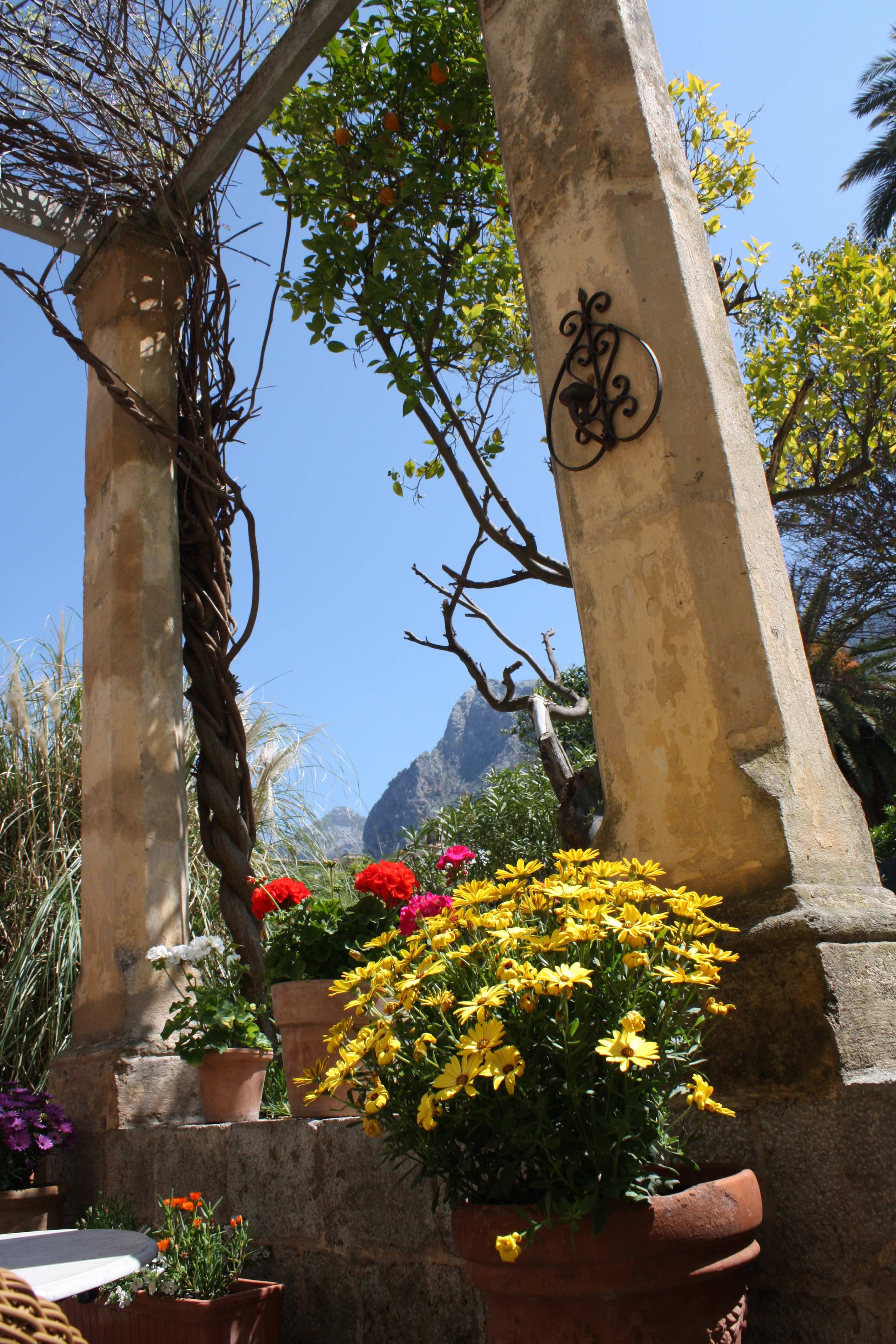 Flowering on the dining terrace at Salvia with a clear blue sky