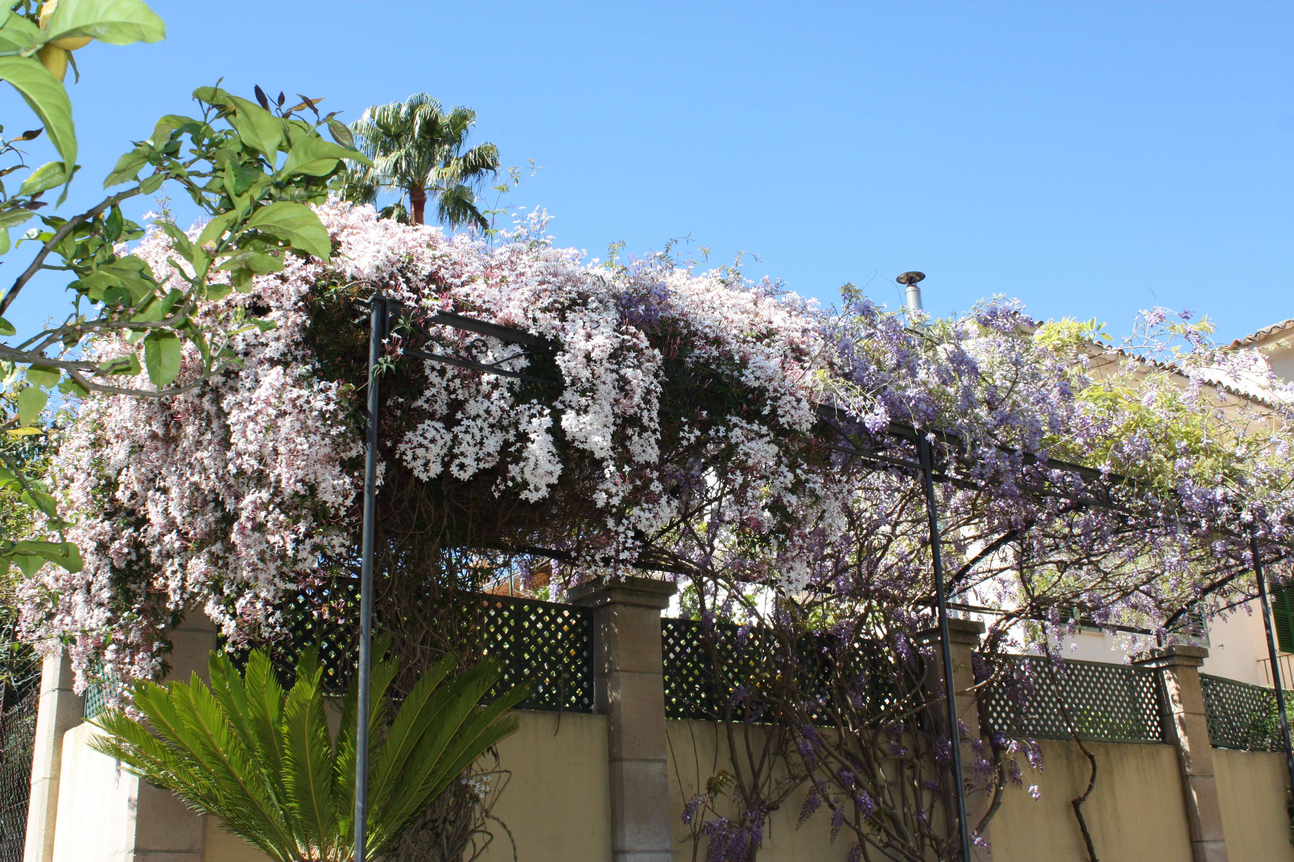 The Jasmine flowering in April at Salvia