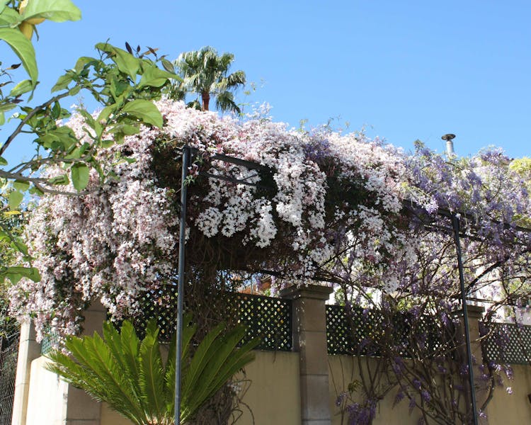 The Jasmine flowering in April at Salvia