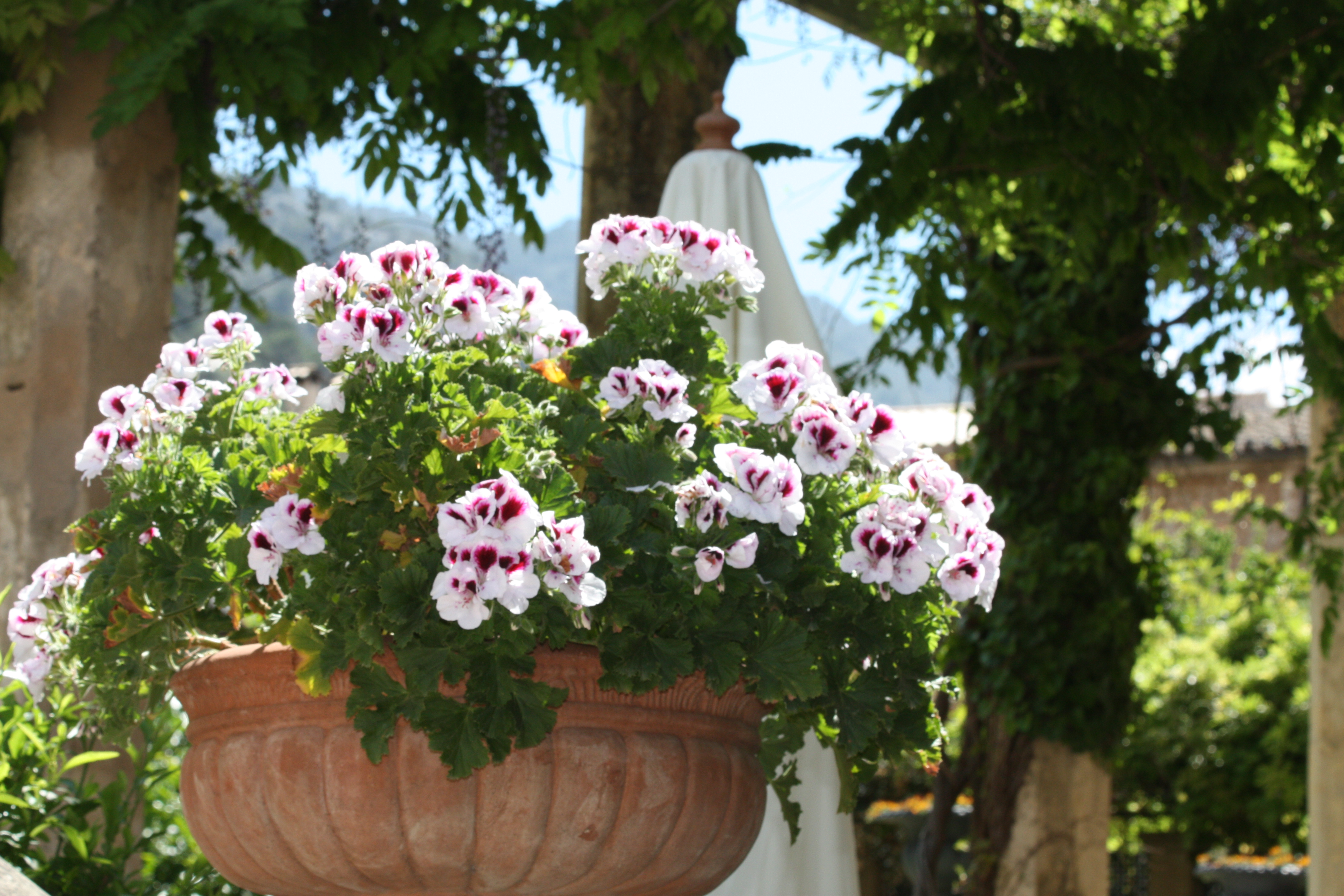 Flowering in the Salvia Garden, Boutique Hotel in Soller, Mallorca