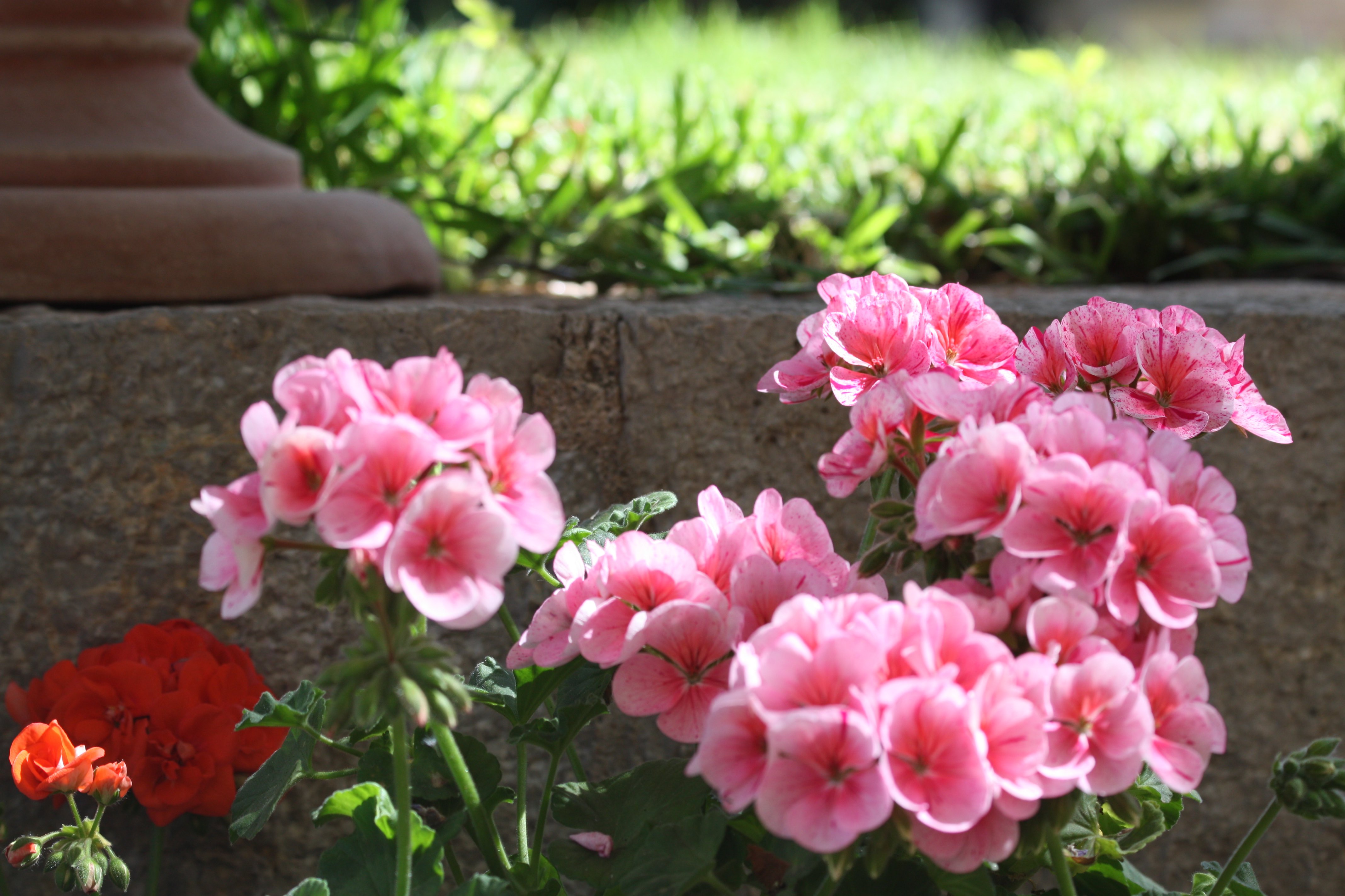 Flowering in the Salvia Garden, Boutique Hotel in Soller, Mallorca