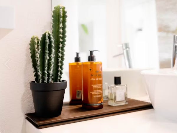 Cactus et soins chambre loft