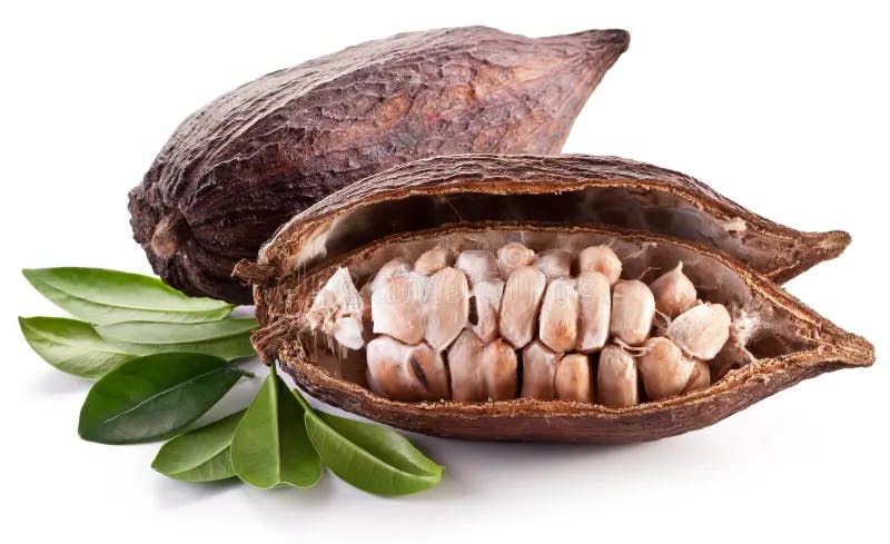 Fève de Cacao