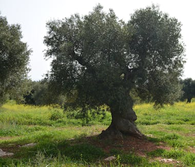 Fasano - Olive Tree