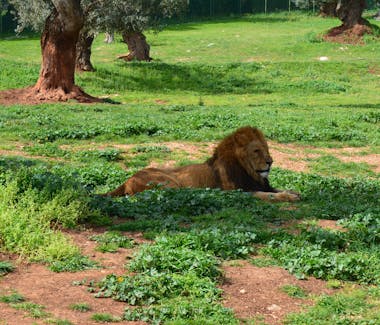 Zoo Safari - Fasano