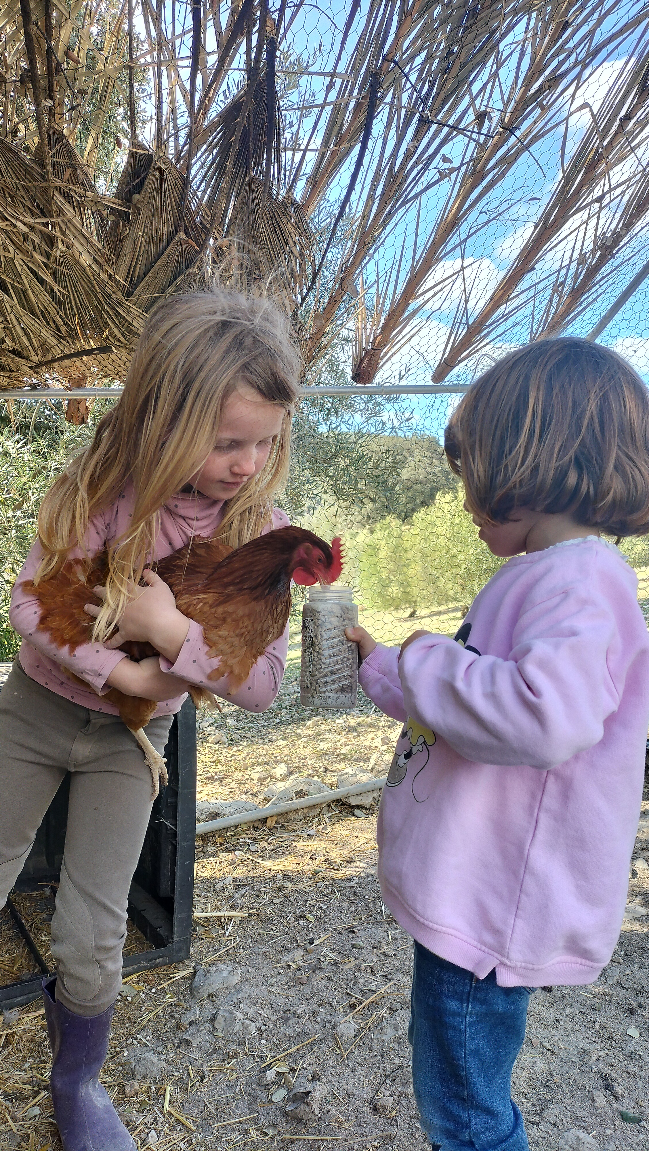 family farm experience with red-crested chicken