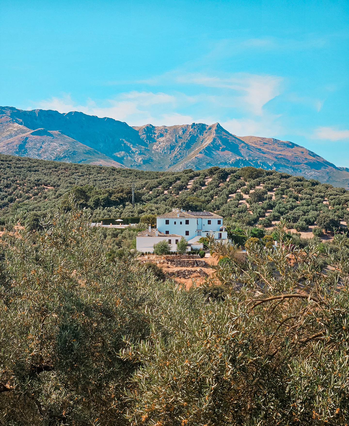 Image of the rustic 18th‑century Andalusian farmhouse façade framed by olive trees