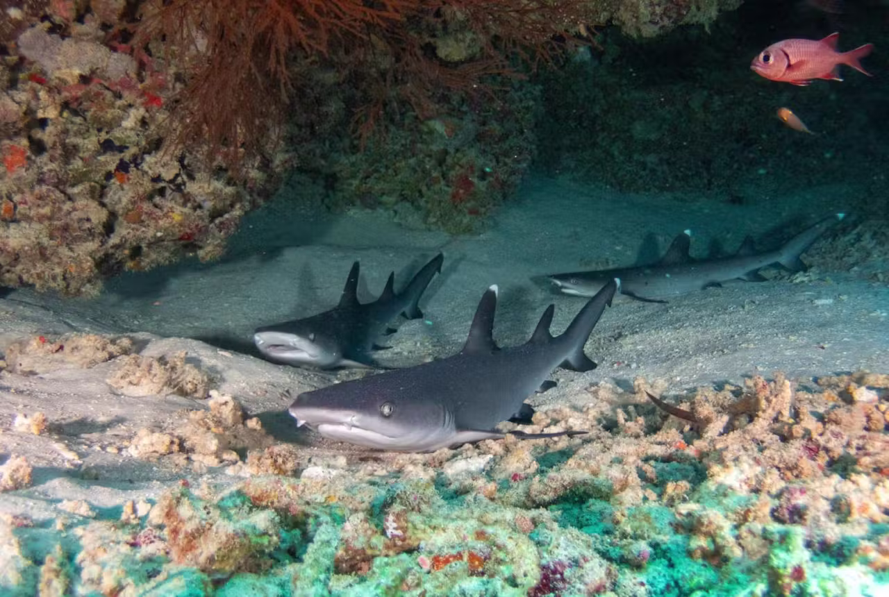 Blacktip reef sharks resting on the seabed in Gili Trawangan
